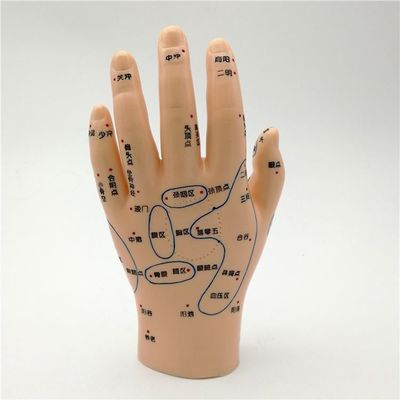 Medicina Chinesa Acupuntura Massagem Mão Pé Orelha Modelo Tamanho Modelos Educativos Equipamento essencial